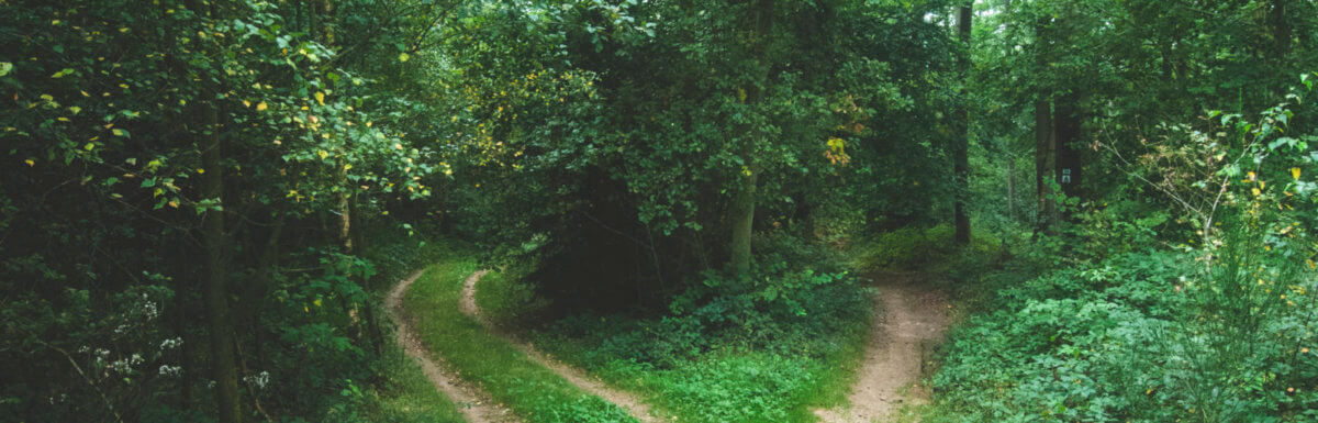 When you come to a fork in the road…