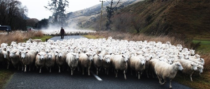 shuffle of white lamb on concrete pavement
