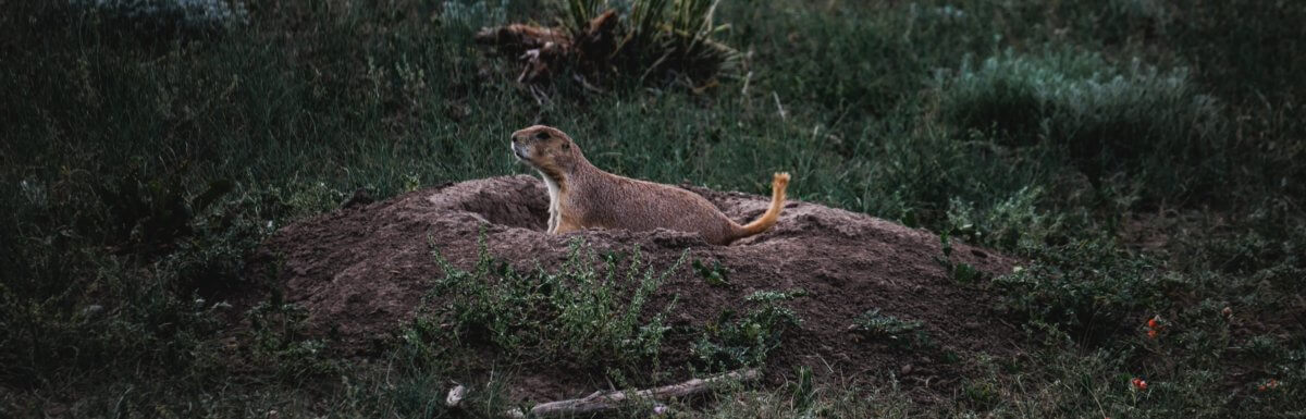 The New Groundhogs: Emerging From Isolation To The New Normal